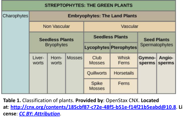 Table showing the classificaton of Streptophytes, also known as green plants. Streptophytes include charophytes and embryophytes, which are the land plants. Embryophytes are subdivided into nonvascular and vascular plants, and then each of those groups is further subdivided. Nonvascualr plants include the seedless bryophytes: liverworts, hornworts, and mosses. Vascular plants in include seedless lycophytes (club mosses, quillworts, and spike mosses) and seedless pterophytes (whisk ferns, horsetails, and ferns), as well as the seed plants (aka spermatophytes, including gymnosperms and angiosperms).