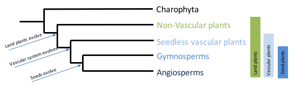 Plant phylogenetic relationships among the main plant groups. Angiosperms and gymnosperms form sister groups, which in turn form a sister group with seedless vascular plants, which in turn for a sister group with non-vascular plants. The outgroup is indicated as charophyta.