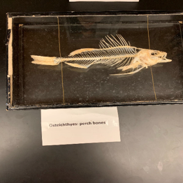 A perch skeleton displayed on a tray