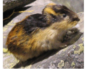 Photograph of a lemming, a small rodent-like mammal sitting on a lichen-covered rock. The lemming has a patterned coat of thick fur, in brown, black, and gold.