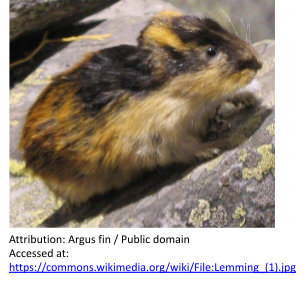 Photograph of a lemming, a small rodent-like mammal sitting on a lichen-covered rock. The lemming has a patterned coat of thick fur, in brown, black, and gold.