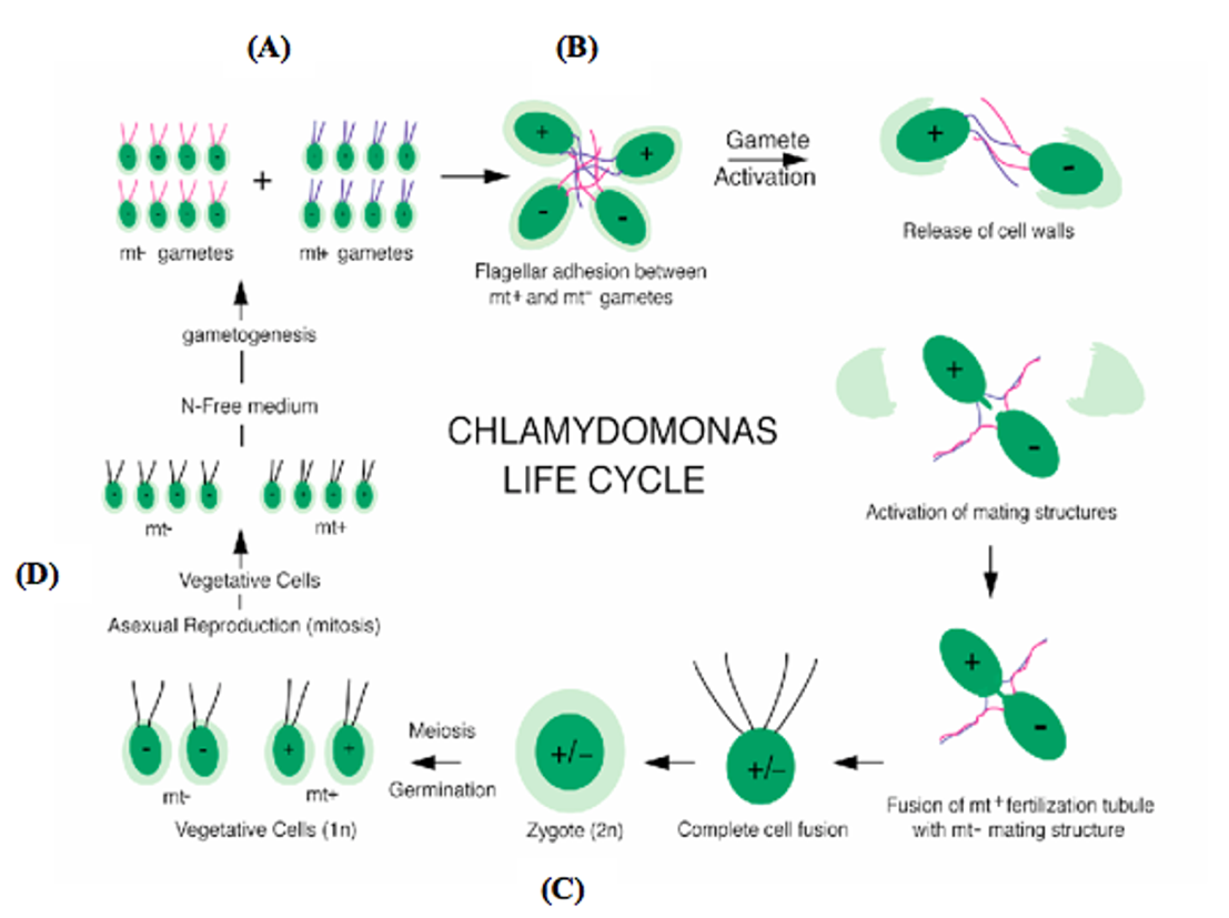 Figure 6. The life cycle of Chlamydomonas reinhardtii Author Dmitry Brogun, It's a diagram with multiple cells in green color, either fused together or as a separate cells depicting different stages of its life cycle.