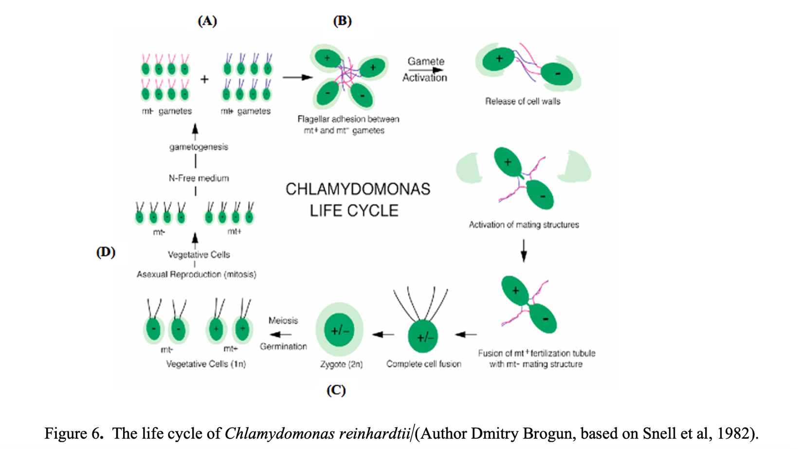 Figure 6.  The life cycle of Chlamydomonas reinhardtii Author Dmitry Brogun, Its a Diagram with multiple cells in green color, either fused toghether or as a seperate cells depicting different stages of its life cycle. 

