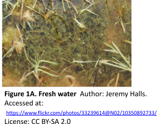 Photo of the green algae called charophytes. They are shown in a shallow pond and grow in  small, dark green, clumps with abranched, wispy structure.