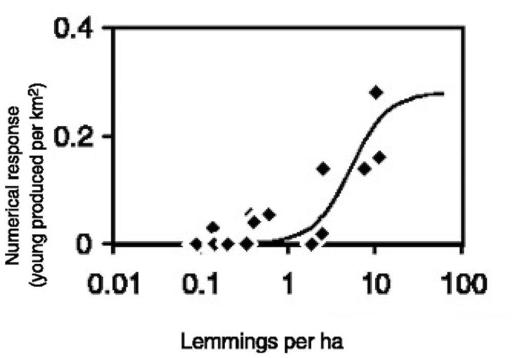 This is a graph that shows lemmings per hectare on the x-axis and the values are .01, .1, 1, 10, and 100 with the values evenly spaced apart. The y-axis shows the numerical response of foxes (young produced per kilometer squared). The values on the y-axis are 0, .2, and .4. The graph shows dots that begin at .1 on the x-axis and 0 on the y-axis and  slowly curve upward, then rise quickly to 10 on the x-axis and around .3 on the y-axis. There is an S-shaped curve that is fit to the dots that rises slowly, then quickly, then levels off.