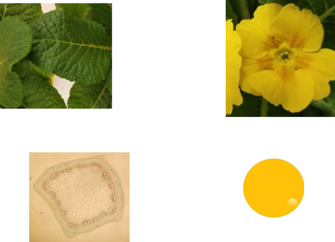 Figure 7a. Showing leaves with veins that are web-like (netted).Figure 7b. Yellow flower with five petals. Figure 7c. Cross section of a stem with ring-like arrangement of vascular tissue. Figure 7d. Schematic of a pollen grain with a single pore