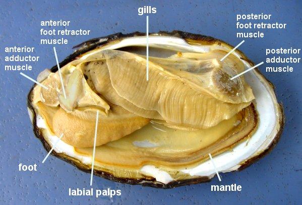 Image result for clam anatomy