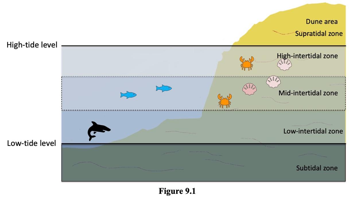 Figure 9.1 shows the subtidal zone below the low-tide level. The Low-tintertidal zone is above the low tide level. The Mid-intertidal zone is above the low-intertidal zone. The hight -intertidal zone is above the mid-intertidal zone and below the high-tide level. The supratidal zone is above the high-tide level. The dune area is above the supratidal zone.