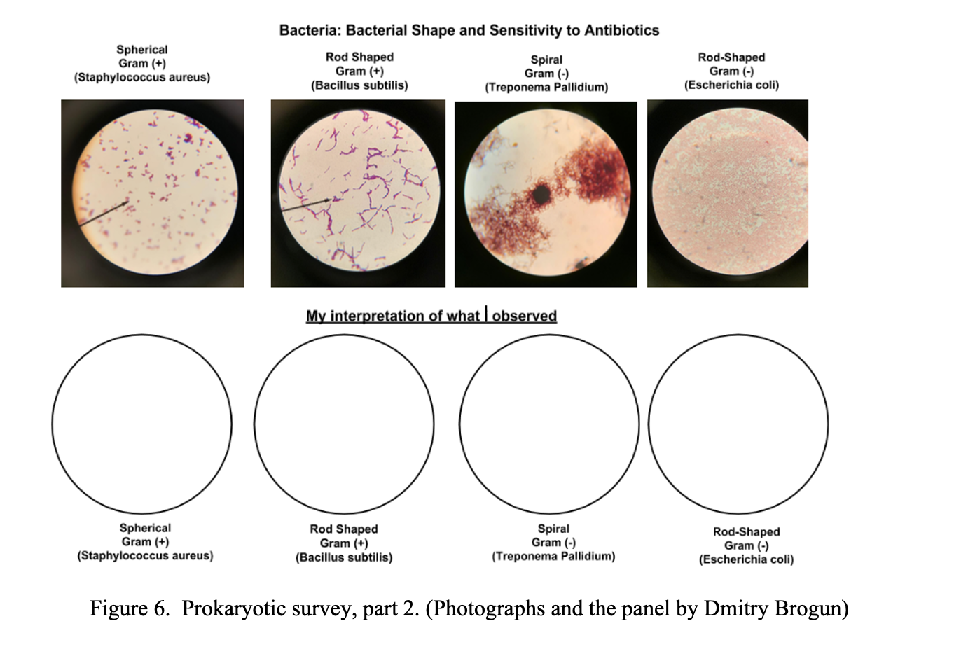 Figure 6.  The prokaryotic survey, part 2. (Photographs and the panel by Dmitry Brogun) Four circles depicting different types of bacteria cells. In circle one round purple cells, in circle two cigar-shaped brown cells, in circle three red. round cells, in circle 4 cigar-shaped cells.