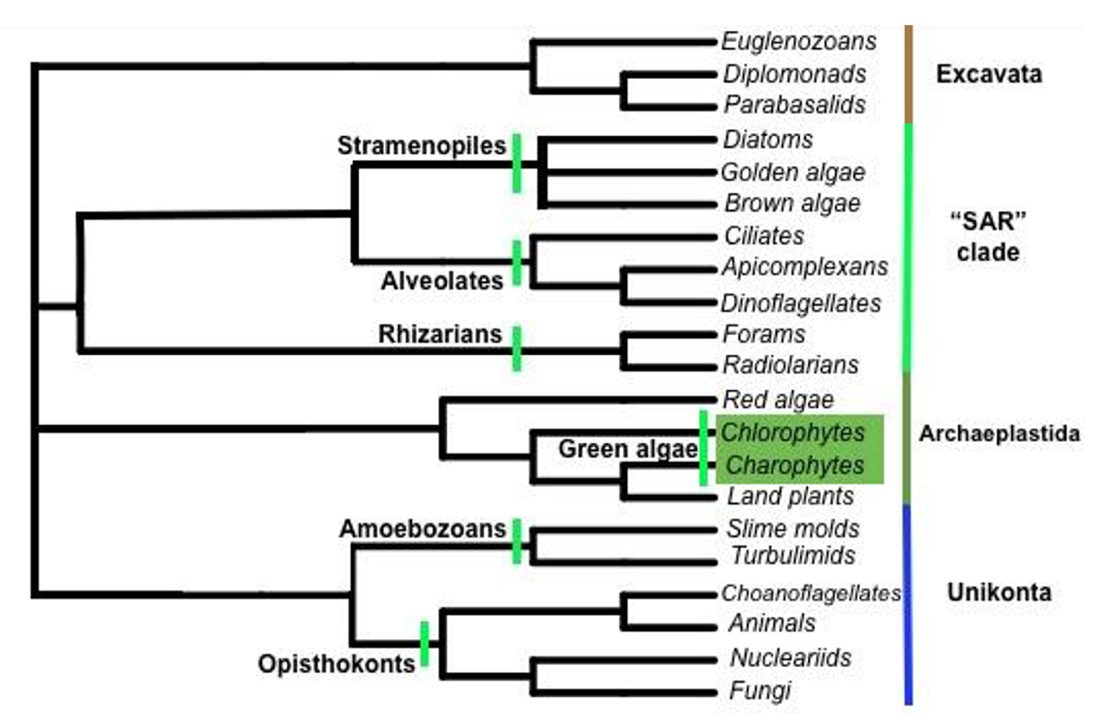 Figure 1. The image depicting phylogenetic tree. Black horizontal lines connected via perpendicular lines. At the end of each line there is an orgasm's name - taxon. From top to bottom, excavata supergroup represented by Euglenozoans. SAR clade represented by the diatoms, Golden algae and brown algae. The Archaeplastida clade represented by Green algae - Chlorophyta. Last supergroup deicted on the tree -Unikonta. It is represented by animals and fungi.