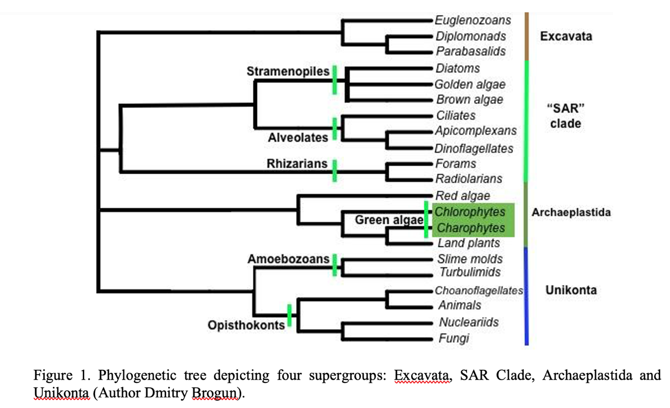 Figure 6.  The prokaryotic survey, part 2. (Photographs and the panel by Dmitry Brogun) Four circles depicting different types of bacteria cells. In circle one round purple cells, in circle two cigar-shaped brown cells, in circle three red. round cells, in circle 4 cigar-shaped cells.
