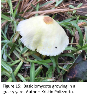Photograph of a pale yellow mushroom approximately 6 cm in diameter, growing among grass-like plants. The cap is thin and finely ridged, and there is a round, light bron spot at the apex og the cap.