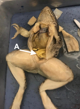 Ventral view of a dissected frog