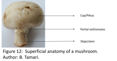 A labeled photo of a common edible mushroom (button mushroom). The domed top is labeled "cap/pileus." Below the cap and surrounding the stalk is a structure labeled "partial veil/annulus." The stalk is labeled "stipe/stem."