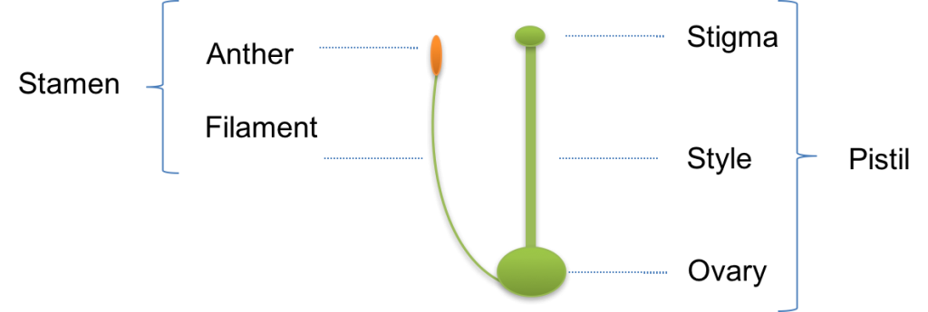 Schematic of the reproductive system of a complete flower showing the stamen (composed of anther and filament) and pistil (composed of stigma, style and ovary)