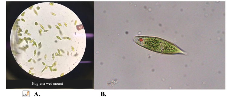 Figure 9. Euglena under the light microscopy. a) 100X b)1000X Author: Dmitry Brogun Green elipse shape cells with the clear vacuoles. Euglena wet mount.