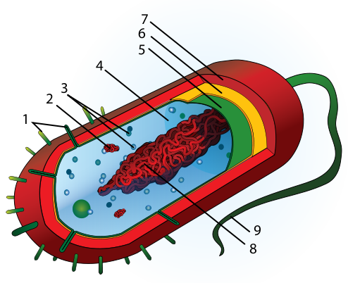 Figure 7: Label prokaryotic illustration494px-Average_prokaryote_cell_numbered.svg.png