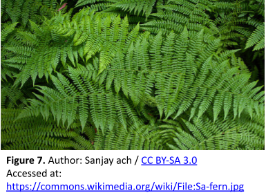Photograph of common bracken ferns (Pteridium), with fronds that have numerous leaflets arranged in a distinct pattern. Multiple leaves originate from the central stalk of each frond, and on each leaf there are many tiny leaflets arranged in a feather-like pattern.
