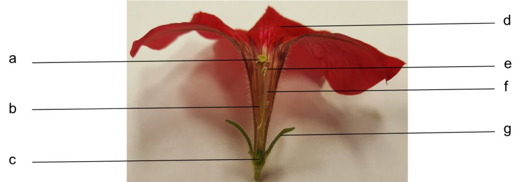 A red flower dissected to show the reproductive and non-reproductive organs.