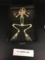 Skeleton of a frog on display