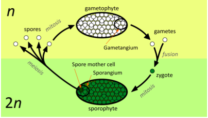 Diagram of the general life cycle of plants. There are two stages, a haploid stage (called the gametophyte generation) and a diploid stage (called the sporophyte generation). The gametophyte has a gametangium, which produces haploid gametes. Gametes then fuse to create a diploid zygote, which grows by mitosis into a sporophyte. The sporophyte has a sporangium, which produces haploid spores by meiosis. Spores germinate and produce a new gametophyte by mitosis to start the cycle again.
