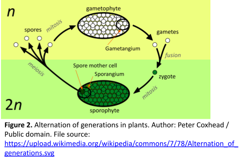 Diagram of the general life cycle of plants. There are two stages, a haploid stage (called the gametophyte generation) and a diploid stage (called the sporophyte generation). The gametophyte has a gametangium, which produces haploid gametes. Gametes then fuse to create a diploid zygote, which grows by mitosis into a sporophyte. The sporophyte has a sporangium, which produces haploid spores by meiosis. Spores germinate and produce a new gametophyte by mitosis to start the cycle again.