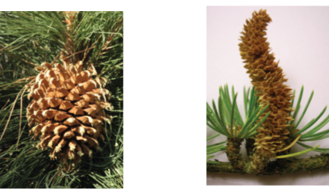 Actual photograph of a female (left) and male (right) cones