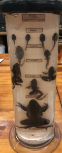 Display explaining the life cycle of a frog