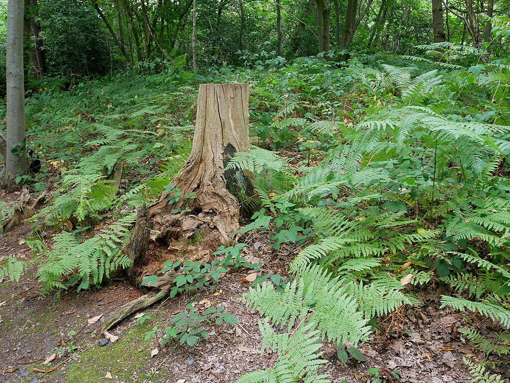 Forested area showing a tree stump surrounded by several leafy green ferns
