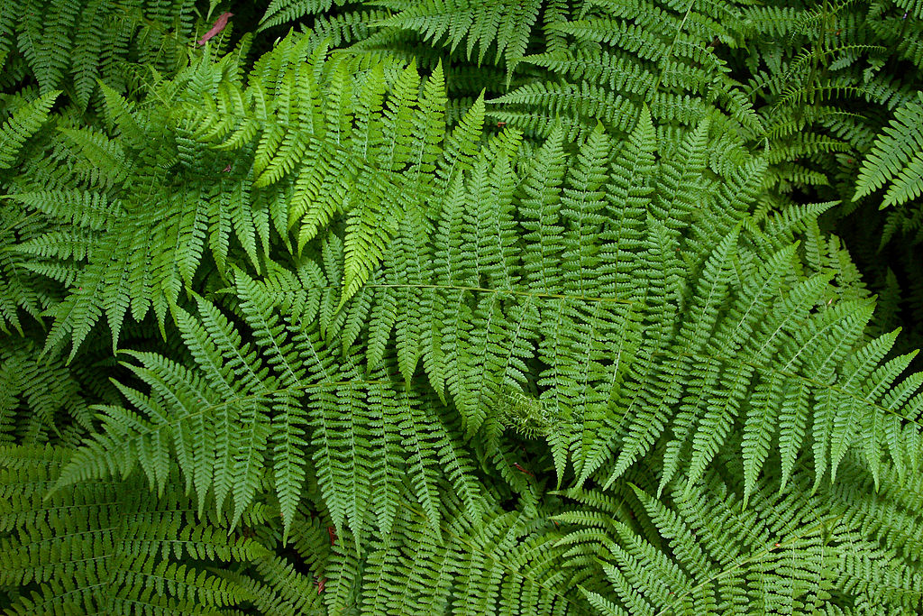 Fronds of bracken ferns, green plants with multiple leaflets on each frond