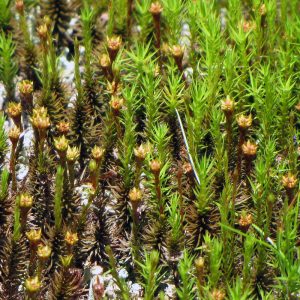 Close up of Polytrichum moss gametophyte stage, including both male and female thalli.