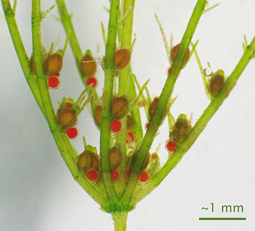 Charophyte alga, magnified about 10x. The green, branched structures are thin, with several branches originating from the stalk. Multiple light brown ovals are attached to each branch, as well as smaller red spheres. These are reproductive structures.