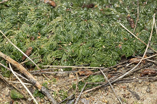 Filamentous green alga Chara (stonewort) at the edge of a forest pond