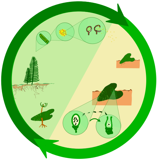Unlabeled life cycle diagram for a fern, with images for each stage that the student must label