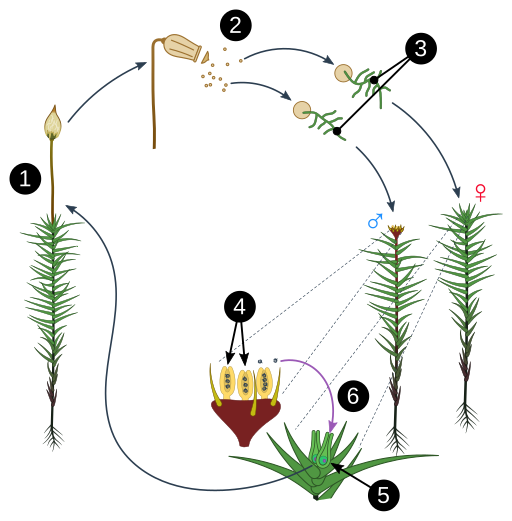 Unlabeled diagram of Polytrichum moss life cycle with six steps indicated for labeling