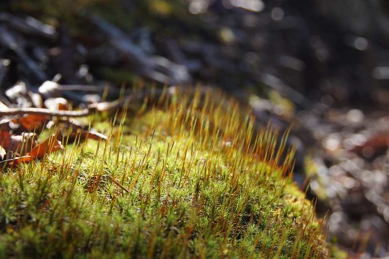 Close up view of fruiting Polytrichum moss, with slender brown sporophytes rising from female gameotphytes