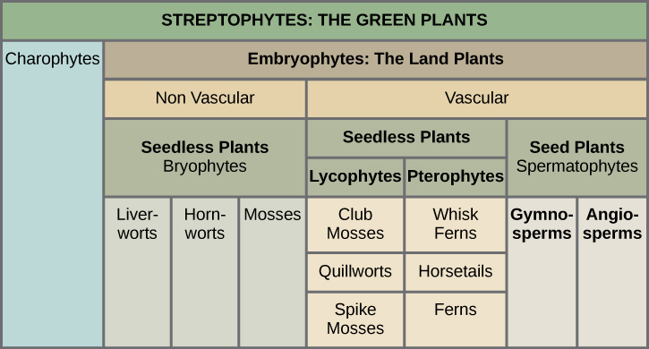 Chart of streptophyte classification. Embryophytes are the land plants, with the sister group of the charophyte green algae. Land plants are subdivided into nonvascular and vascular plants, and vascular plants are subdivided into seedless plants and seed plants. Seedless plants include lycophytes and pterophytes, while seed plants include gymnosperms and angiosperms.