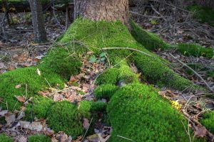 Base of a large tree carpeted in green thick moss