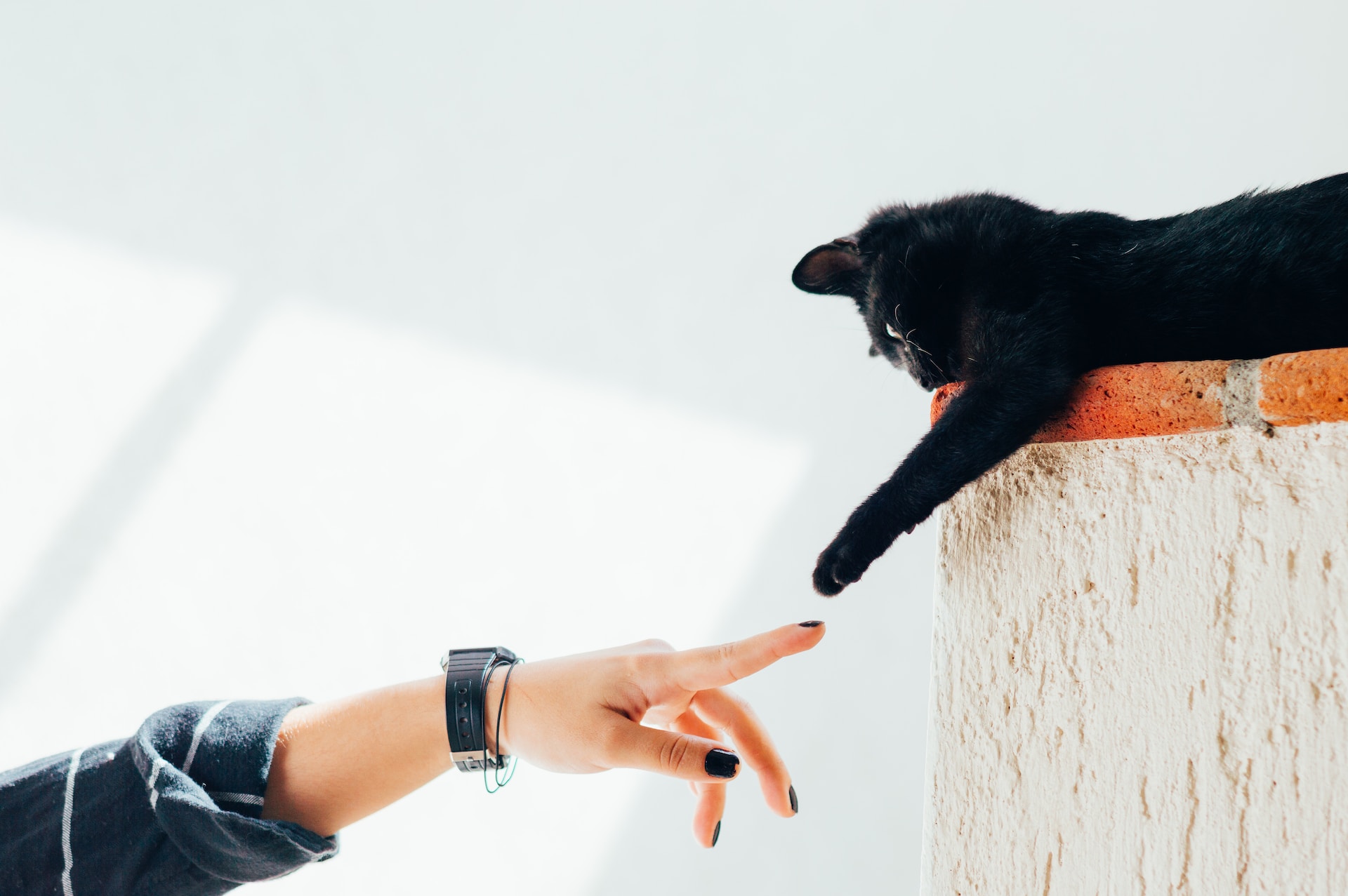 Woman's finger touching cat paw