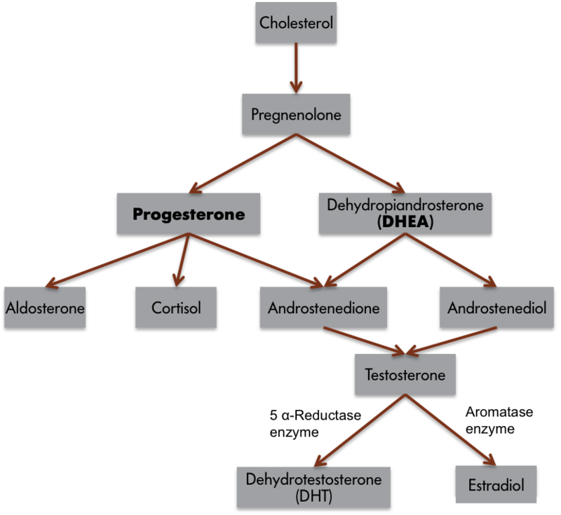 Branching chart showing the biochemical Pathway for Steroid Hormone Synthesis.