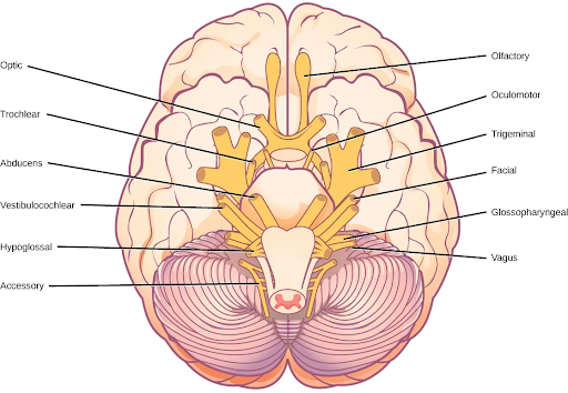 Illustration shows the underside of the brain. The twelve cranial nerves cluster around the brain stem, and are symmetrically located on each side. The olfactory nerve is short and lobe-like, and is located closest to the front. Directly behind this is the optic nerve, then the oculomotor nerve. All these nerves are located in front of the brain stem. The trigeminal nerve, which is the thickest, is located on either side of the brain stem. It forms three branches shortly after leaving the brain. The trochlear nerve is a small nerve in front of the trigeminal nerve. Behind the brain stem are the smaller facial, vestibulocochlear, glossopharyngeal and hypoglossal nerves. The nerve furthest back is the accessory nerve.