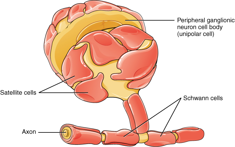 Drawing of the peripheral nervous system (PNS) has myelinating Schwann cells