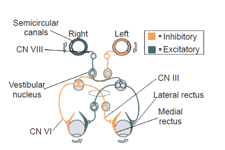 Chapter 6.3: Vestibular System – Brain and Behavior