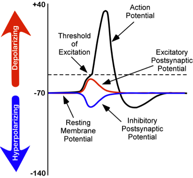 Drawing showing the changes in membrane potentials of neurons.