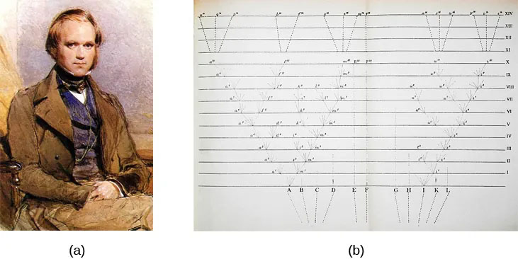 Portrait of Charles Darwin and illustration that shows how species evolve over time through natural selection.