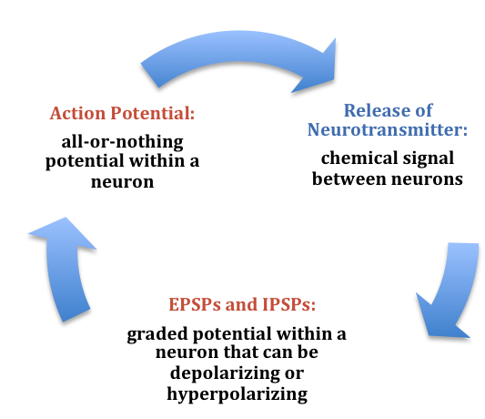 Drawing of the summary of the electrochemical communication within and between neurons.