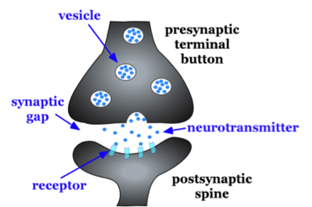 Drawing showing the characteristics of a synapse