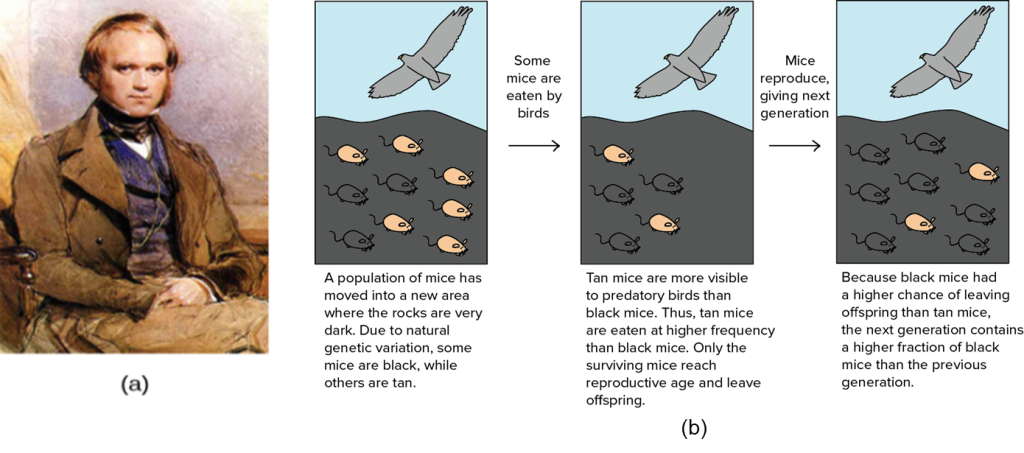 Picture of Charles Darwin alongside three images showing a hawk on top with tan and black mice below which explaining how evolution works.