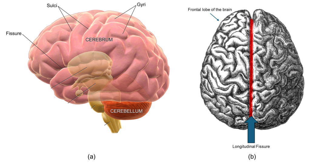 The left image (a) shows the left hemisphere of the brain and highlights, using arrows a fissure, the sulci, and the gyri on the cerebral cortex. Also labeled in the image are the cerebrum and the cerebellum. Image (b) shows a brain with a red line down the center indicating with an arrow, the location of the longitudinal fissure. Also labeled in the image are the frontal lobe areas.