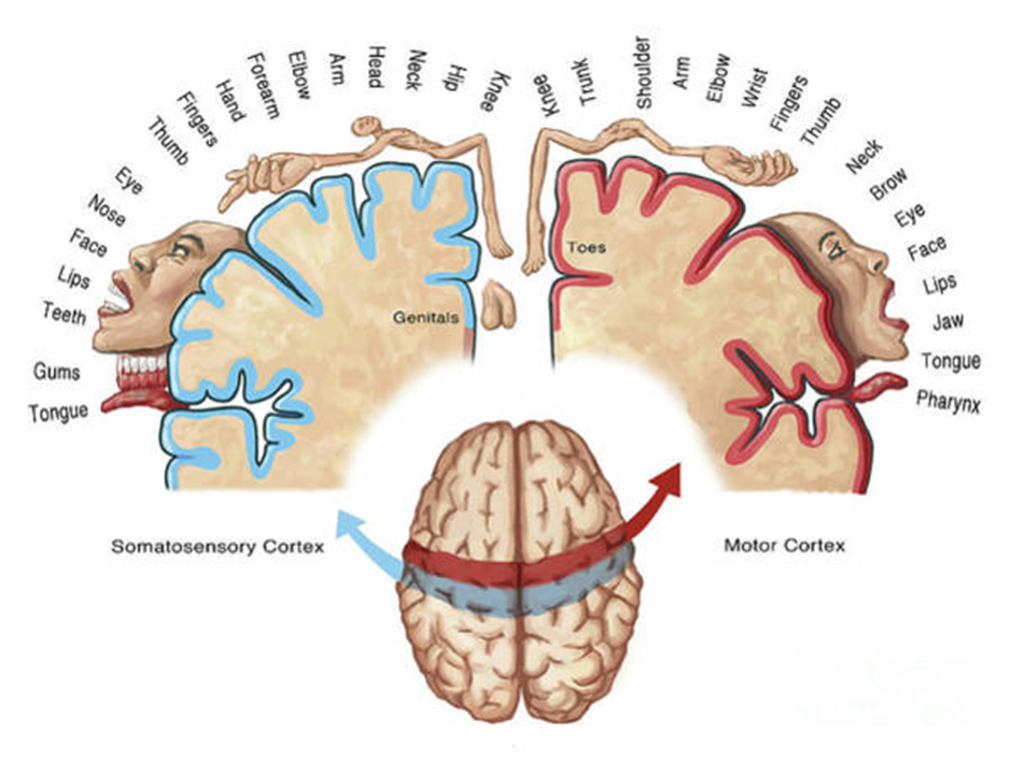 A diagram shows the organization in the somatosensory cortex, on the left and the motor cortex on the right. The functions of each are provided and begin with the somatosensory area; tongue, gums, teeth, lips, face, nose, eye, thumb, fingers, hand, forearms, elbow, arm head neck, hip, knee and genitals. Moving to the right, the motor cortex begins with the toes, and moves to the knee, trunk, shoulder, arm, elbow, wrists, fingers, thumb, neck, brows and eye, face, lips, jaw, tongue, and pharynx. An image of the brain below the diagram shows the location of the somatosensory cortex and the motor cortex while looking down at the top of the brain.